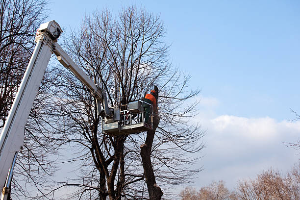 Best Utility Line Clearance  in USA